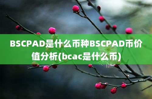 BSCPAD是什么币种BSCPAD币价值分析(bcac是什么币)