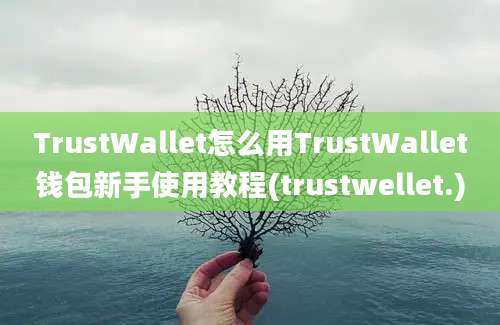 TrustWallet怎么用TrustWallet钱包新手使用教程(trustwellet.)