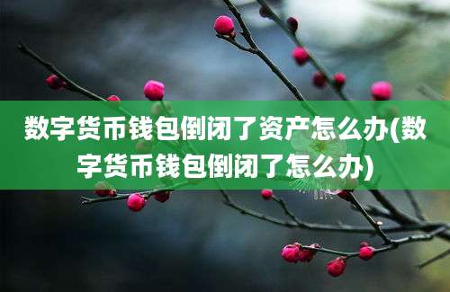 数字货币钱包倒闭了资产怎么办(数字货币钱包倒闭了怎么办)