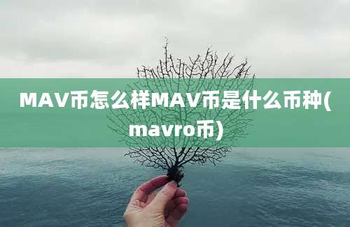 MAV币怎么样MAV币是什么币种(mavro币)