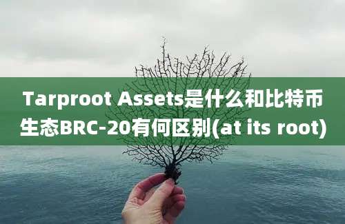 Tarproot Assets是什么和比特币生态BRC-20有何区别(at its root)