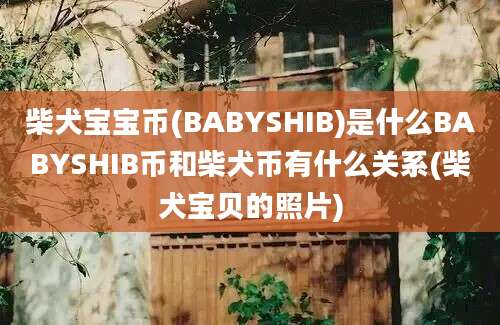 柴犬宝宝币(BABYSHIB)是什么BABYSHIB币和柴犬币有什么关系(柴犬宝贝的照片)