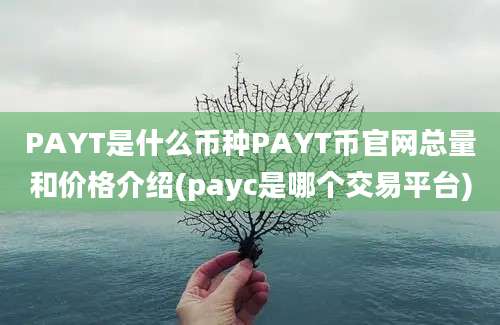 PAYT是什么币种PAYT币官网总量和价格介绍(payc是哪个交易平台)