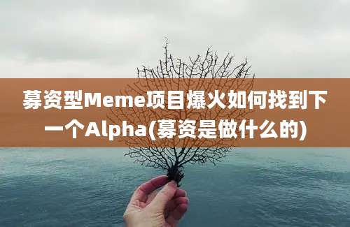 募资型Meme项目爆火如何找到下一个Alpha(募资是做什么的)