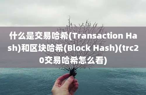 什么是交易哈希(Transaction Hash)和区块哈希(Block Hash)(trc20交易哈希怎么看)